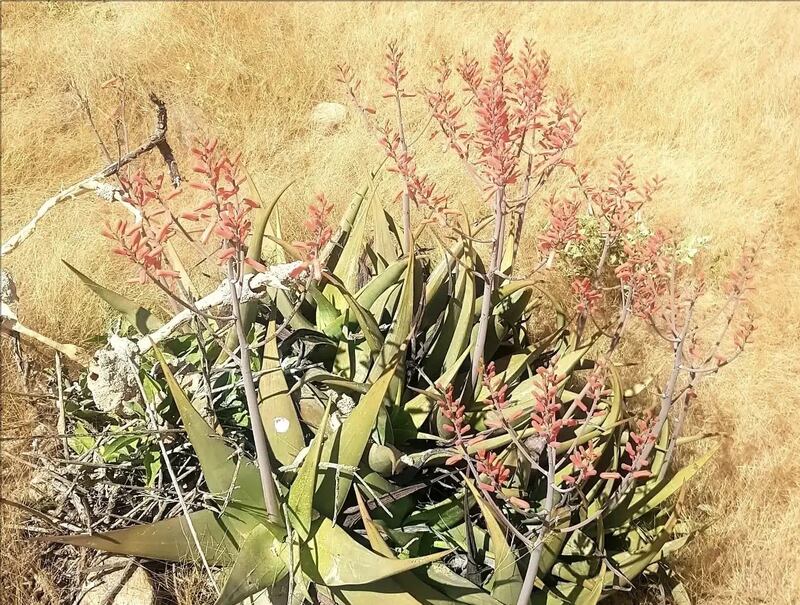 نوعان لها يوجدان في ظفار: ماذا تعرف عن “الألوة” واستخداماتها؟