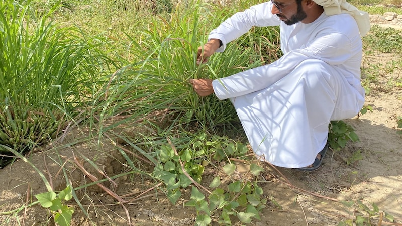 شاب عماني ينجح في زراعة الشاي الأخضر