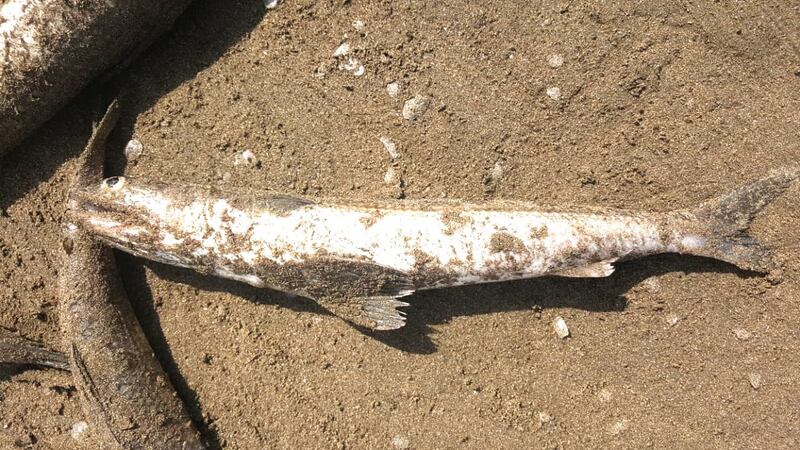 ضبط مخالفات على سواحل مسقط وتحويلها إلى الادعاء العام