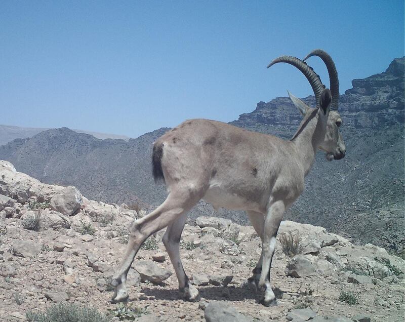 بالصور: ظهور “نادر” لأنثى النمر وشبلها في إحدى المحميات