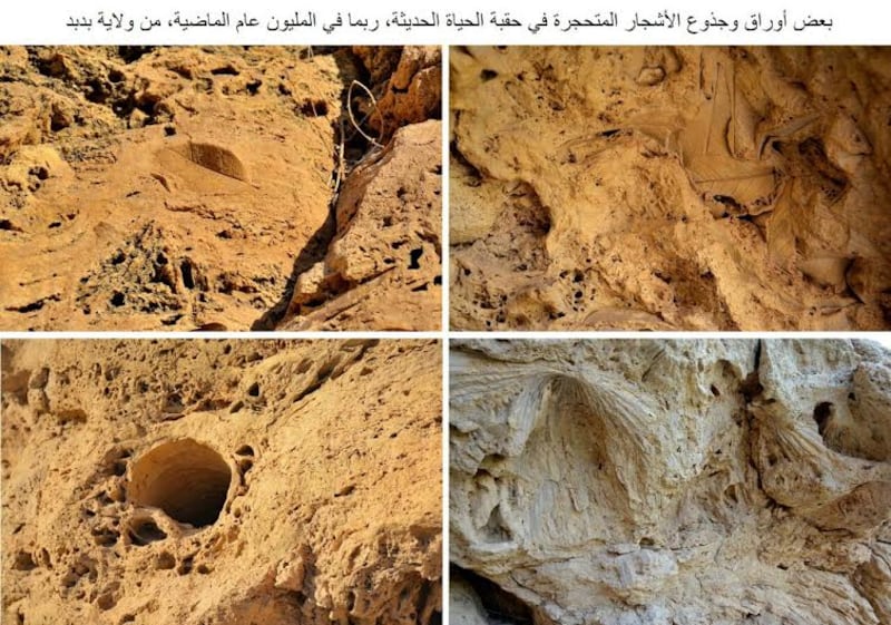 اكتشاف أقدم دليل على ظهور النخيل.. وجيولوجي يوضح