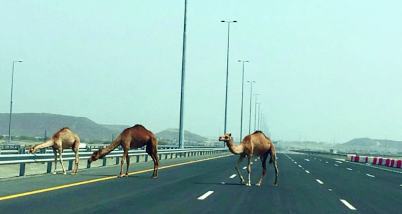 ما موقف القانون العُماني من خطر الحيوانات السائبة؟