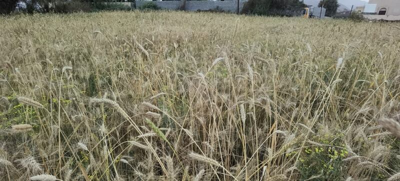 زراعة القمح في وادي المعاول تؤتي أكلها