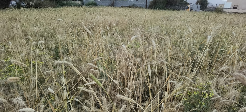 زراعة القمح في وادي المعاول تؤتي أكلها