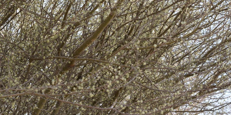 ماذا تعرف عن موسم عسل البرم؟