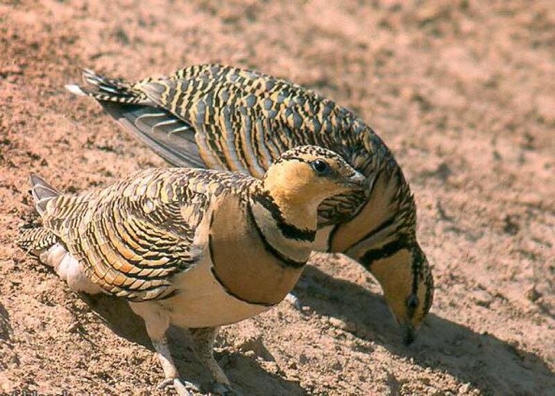 ضبط مواطنين اصطادا طائر القطا البري
