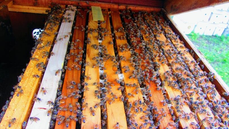 في اليوم العالمي للنحل: “الفاو” يشيد بجهود واهتمام سلطنة عمان في تربية النحل