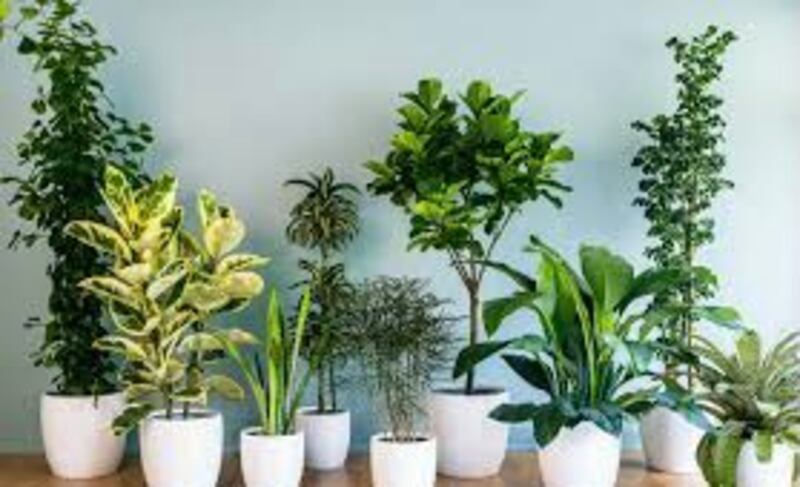 شَعَرَ بأعراض غريبة، وتفاجأ بأن سببها النبات الموجود في منزله