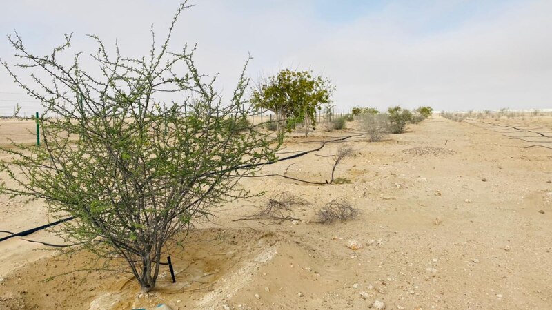 مشروع وطني لزيادة الغطاء النباتي في البيئات الصحراوية
