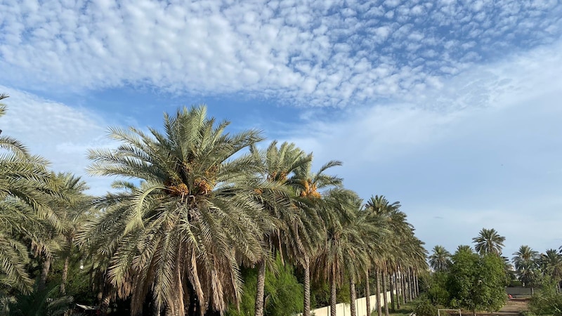 هل نحن كُفّار نعمة؟! …ثروة عظيمة تُداس بالأقدام