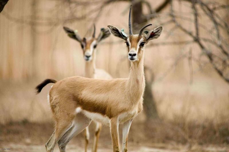 5 أشخاص يتعدون على الحياة البرية والشرطة تضبطهم