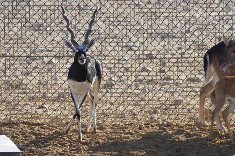 بالصور: قائمة جديدة من الحيوانات المهددة بالانقراض في السلطنة