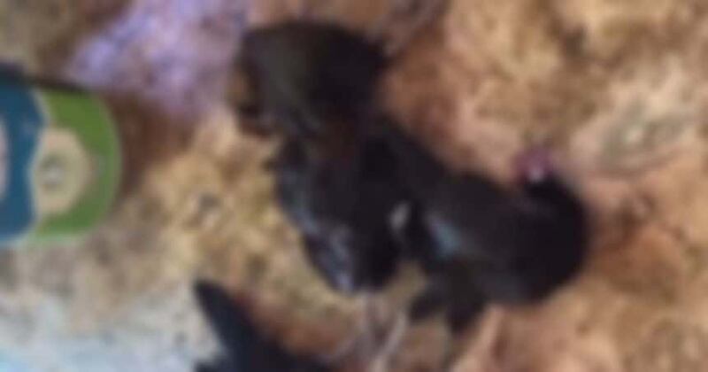 بعد مقطع مرئي من مواطن: اتخاذ إجراءات قانونية ضد إحدى المزارع