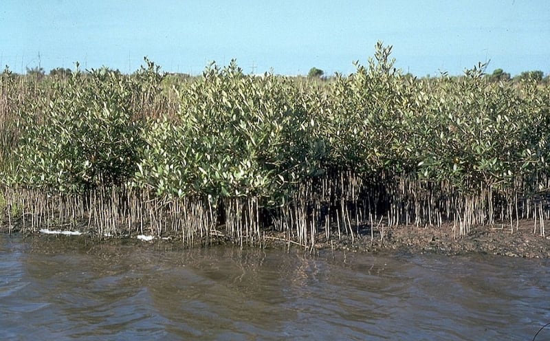 “المانجروف” تنبت في جوف ماء البحر.. ومختص يوضح فوائدها للسلطنة