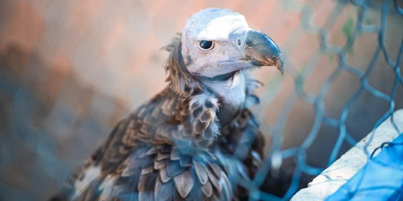 عيادة بيطرية ومشتل نباتات: مرافق متكاملة لدعم الحياة الفطرية ببركاء