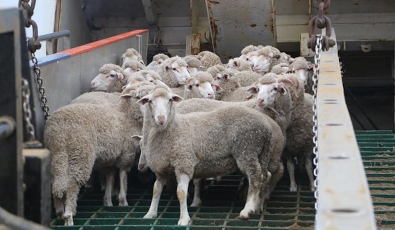 بالصور: استيراد أكثر من 10000 رأس غنم وعجل