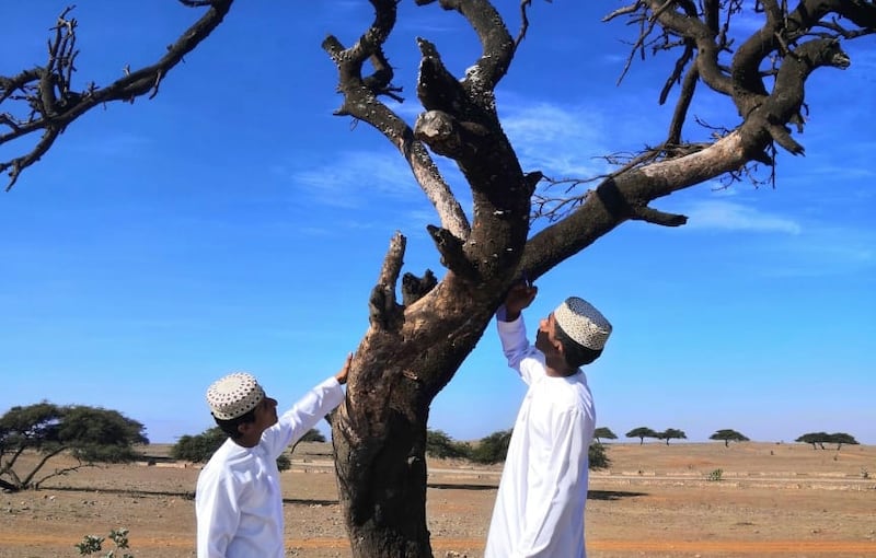 قام بها طلبة: دراسة تكشف نتائج عن شجرة ” الطلح” وتوزيعها