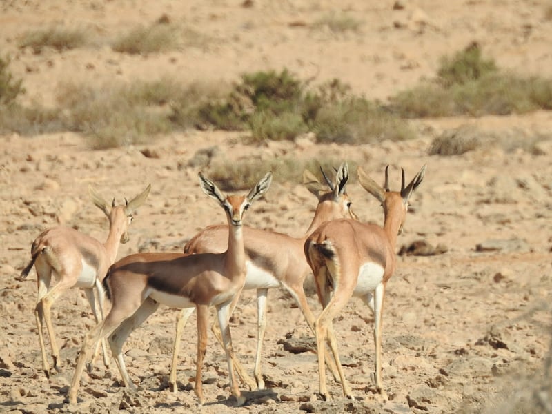 بالصور: تعرف  على محمية رأس الشجر الطبيعية