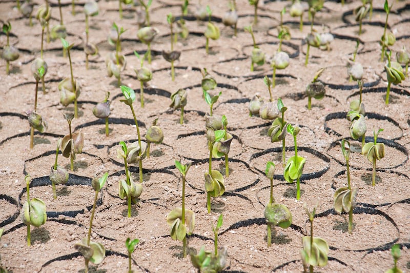 لها سمات تميزها: ماذا تعرف عن أشجار القرم في السلطنة؟