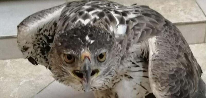 بالصور: علاج نسر مصاب