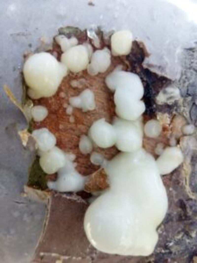 بالصور: حصاد اللبان برعاية السلطان