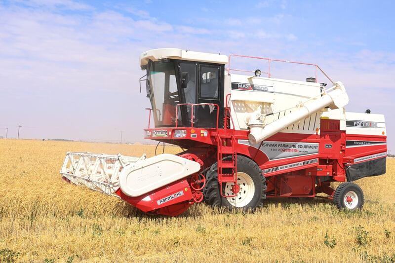 خيرات “النجد” تبدأ في الحصاد: آلاف الأطنان من القمح جاهزة