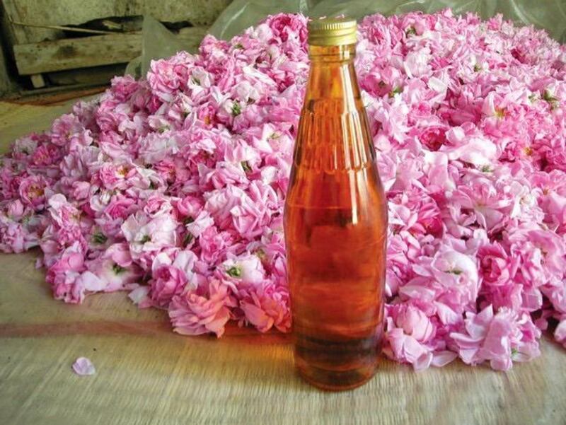 بالأرقام: الورد يغطي مدرجات الجبل الأخضر