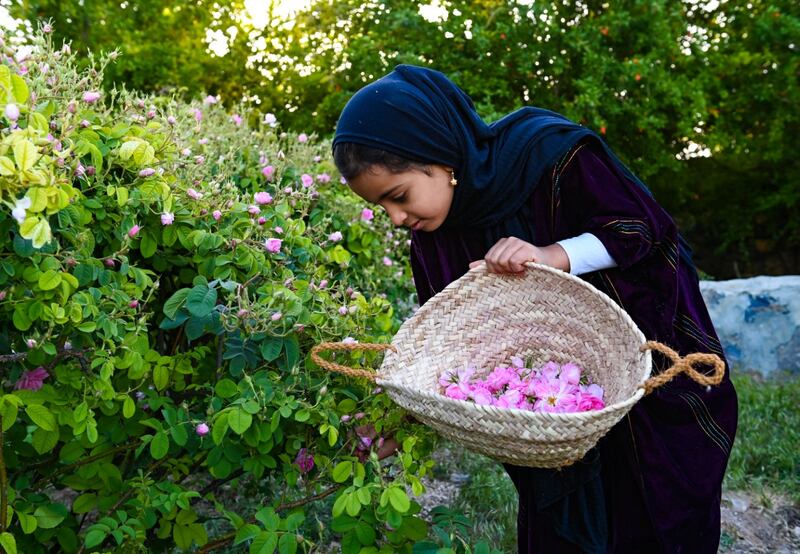 يستخدم في عدة صناعات: ماذا تعرف عن ورد الجبل الأخضر؟
