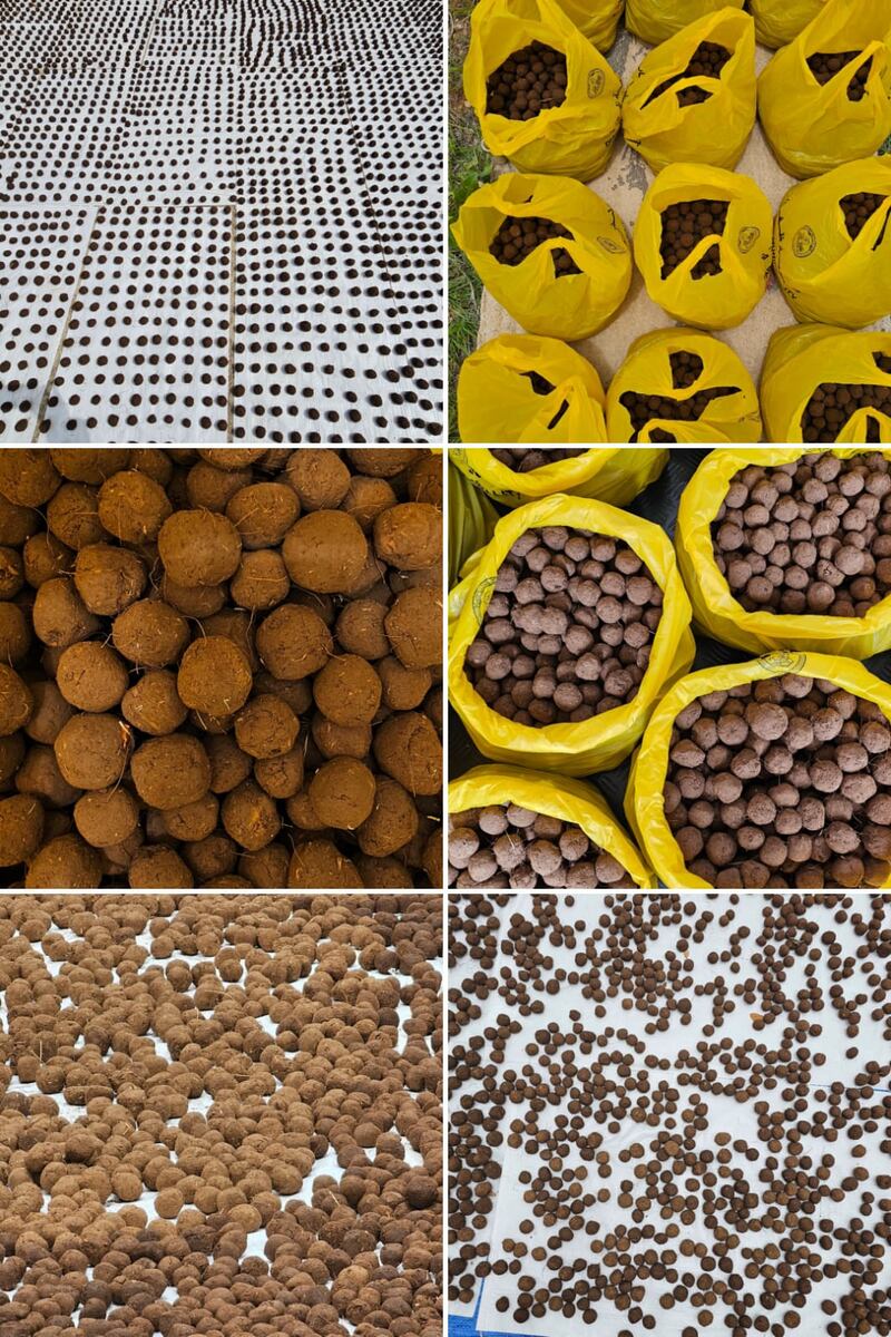 لمكافحة نبتة البارثنيوم: نثر أكثر من 500 مليون بذرة في جبال ظفار