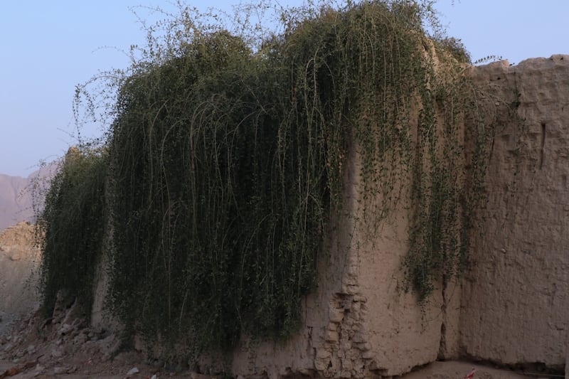 “مسلمات” قرية عمانية يذكرها التاريخ بمكانة عالية