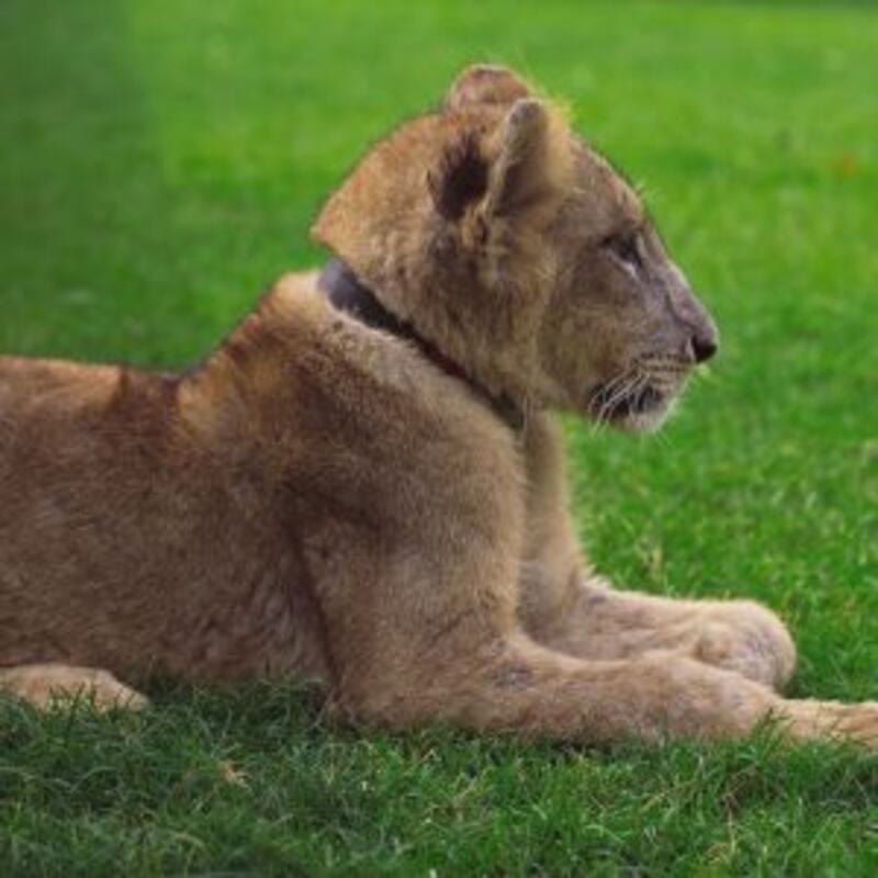 توجد به حيوانات نادرة: تعرّف على متنزه النعمان ببركاء