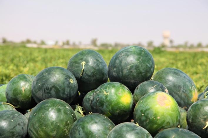 الثروة الزراعية: البطيخ المحلي متوفر في الأسواق بأسعار مناسبة