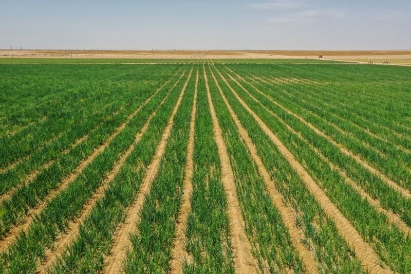 ارتفاع المساحات المزروعة في سلطنة عُمان، وأربعة أنواع من المحاصيل الأكثر إنتاجاً