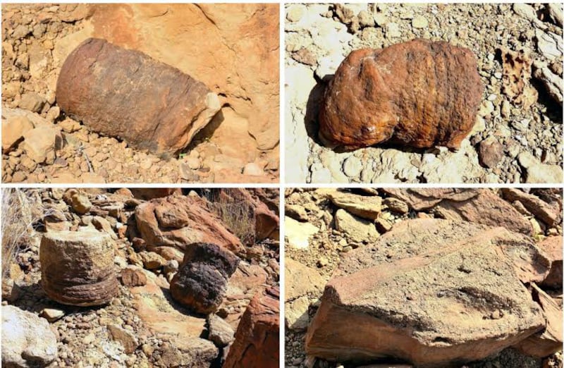 اكتشاف أقدم دليل على ظهور النخيل.. وجيولوجي يوضح