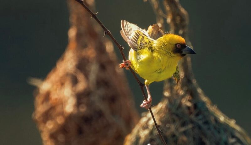 السلطنة تحتفل باليوم العالمي للبيئة