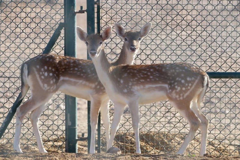 بالصور: قائمة جديدة من الحيوانات المهددة بالانقراض في السلطنة