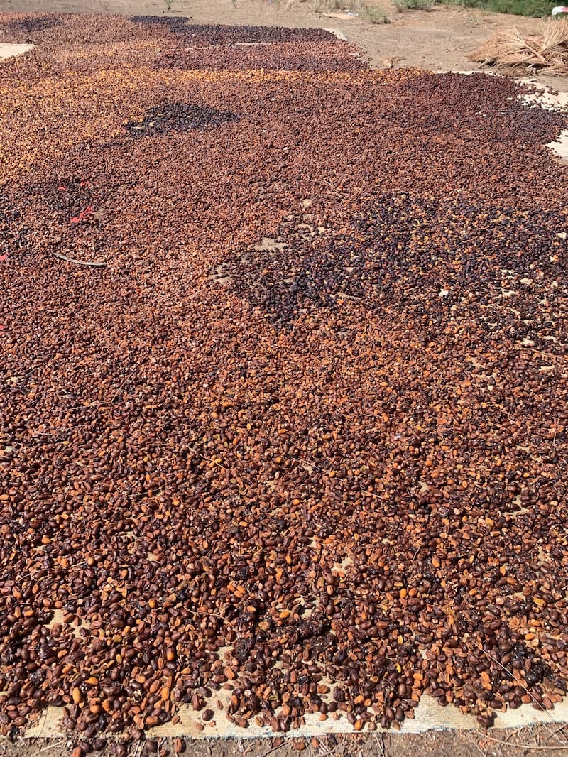 هل نحن كُفّار نعمة؟! …ثروة عظيمة تُداس بالأقدام