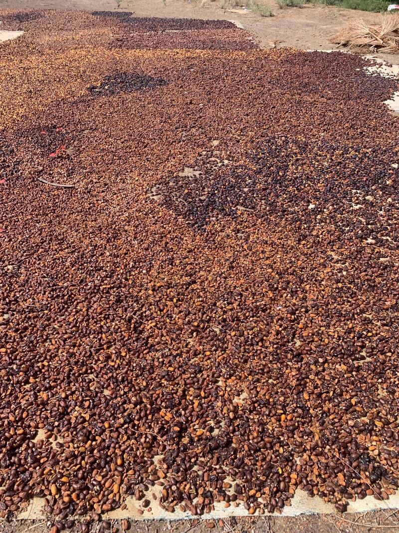 هل نحن كُفّار نعمة؟! …ثروة عظيمة تُداس بالأقدام