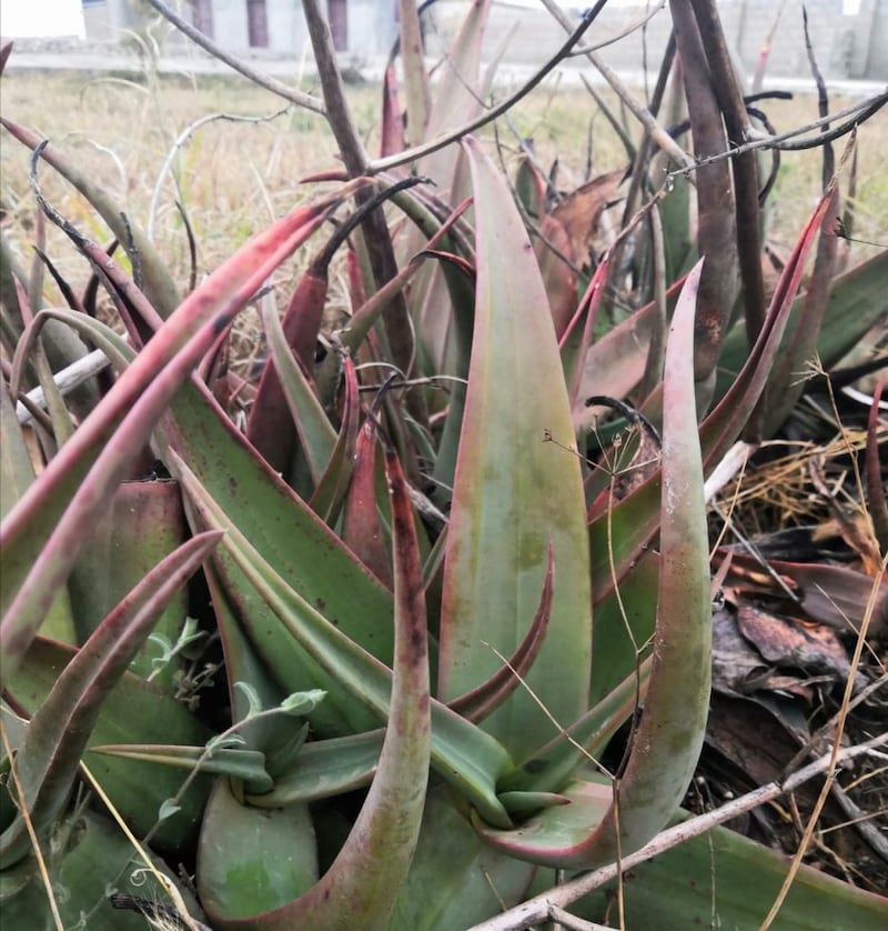 (طُف): النبتة المعجزة ورفيقة نساء ظفار، فماذا تعرف عنها؟