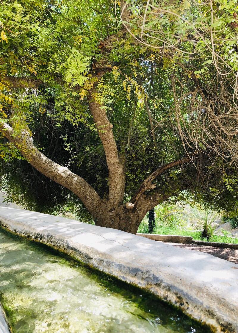 هل تذوقت يومًا طعم فاكهة اللمبج؟