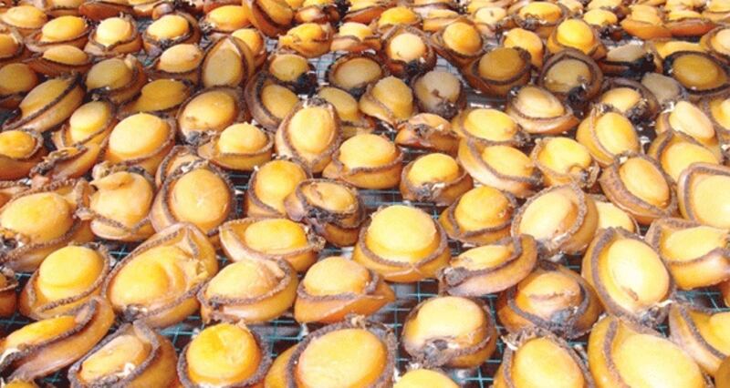 الإعلان عن موعد صيد الصفيلح بظفار