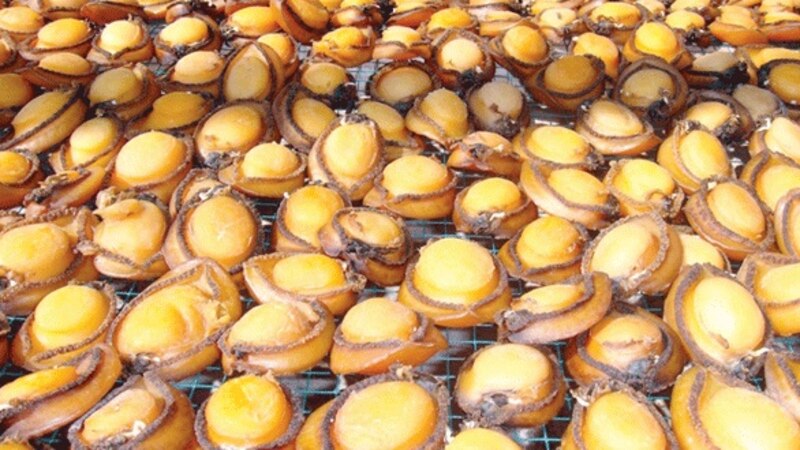 الإعلان عن موعد صيد الصفيلح بظفار