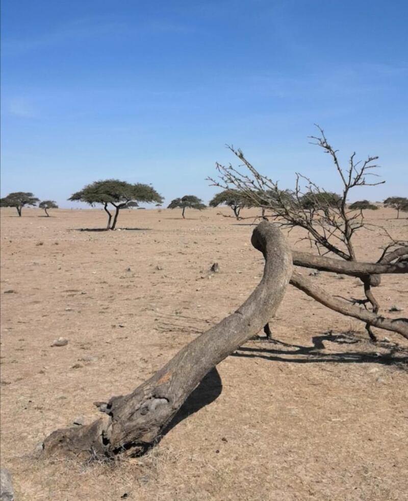 قام بها طلبة: دراسة تكشف نتائج عن شجرة ” الطلح” وتوزيعها