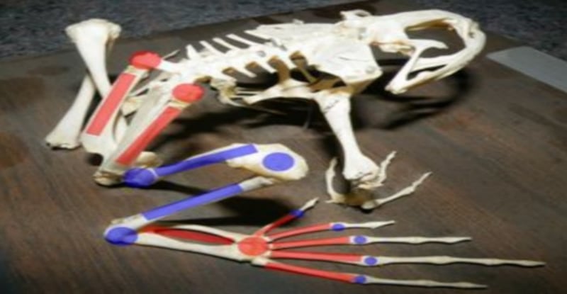 د.سالم الشكيلي يكتب: الضفادع لا تعيش إلا في الوحل