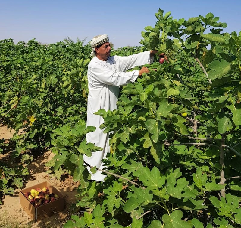 بالصور: عُماني ينجح في زراعة تين طعمه عسلي ولذيذ