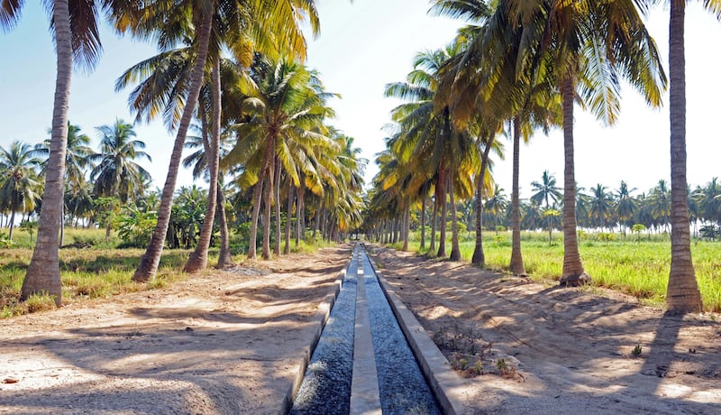 بالأرقام: تعرف على زراعة نخيل النارجيل في ظفار