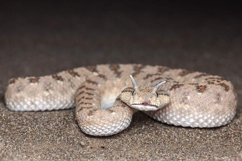 نحو 22 نوعًا من الثعابين موجودة في محافظاتنا؛ فماذا تفعل لو لدغك أحدها؟