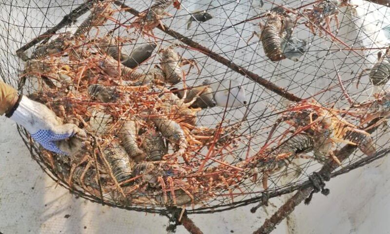 بالصور: عماني ووافدان يخالفون قانون الصيد البحري