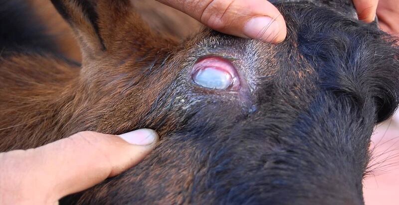 ما هو “الثيليريا” الذي يهدد ثروة السلطنة الحيوانية؟