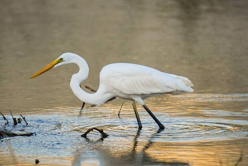 وسائل إعلام: طيور مهاجرة تحط رحالها بالسلطنة لأول مرة بعد إعصار شاهين